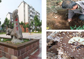 【武汉】红霞集团白蚁防治 信赖禾幸环保